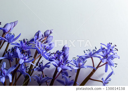 Flower design - floral border made of Scilla bifolia two-leaf squill or alpine squill isolated on white background with space for text. Spring decoration 130014138