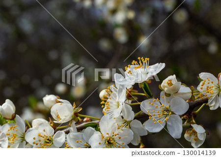 Selective focus of beautiful branches of plum blossoms on the tree under blue sky, Beautiful Sakura flowers during spring season in the park, Floral pattern texture, Nature background Selective focus of beautiful branches of plum blossoms on the tree under blue sky, Beautiful Sakura flowers during spring season in the park, Floral pattern texture, Nature background 130014139