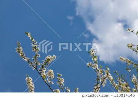 Selective focus of beautiful branches of cherry blossoms on the tree under blue sky, Beautiful Sakura flowers during spring season in the park, Floral pattern texture, Nature background Selective focus of beautiful branches of cherry blossoms on the tree under blue sky, Beautiful Sakura flowers during spring season in the park, Floral pattern texture, Nature background 130014140