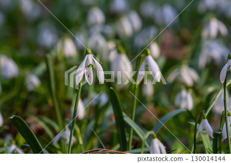 White snowdrop flowers. Galanthus blossoms illuminated by the sun in the green blurred background, early spring. Galanthus nivalis bulbous, perennial herbaceous plant in Amaryllidaceae family 130014144
