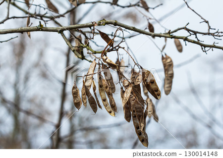 Close up of a brown color 'Robinia pseudoacacia' seed pod against a bright nature background 130014148