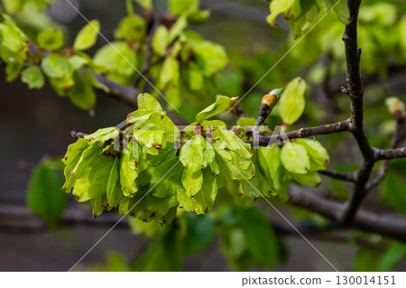 Close-up shot of the samara samarae of the Wych or Scots elm Ulmus glabra on the branches among green leaves in early spring 130014151