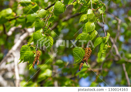 A birch branch with green leaves and earrings. Allergies due to spring blooms and pollen A birch branch with green leaves and earrings. Allergies due to spring blooms and pollen 130014163