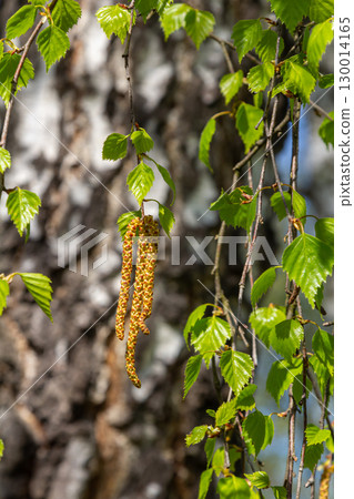 A birch branch with green leaves and earrings. Allergies due to spring blooms and pollen A birch branch with green leaves and earrings. Allergies due to spring blooms and pollen 130014165