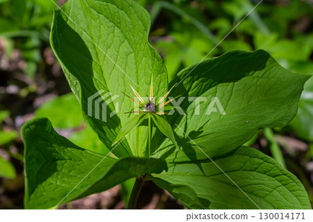 Paris quadrifolia in bloom. It is commonly known as herb Paris or true lover's knot 130014171