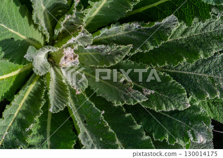 Mullein plant rosette in the spring. Verbascum fluffy leaves 130014175