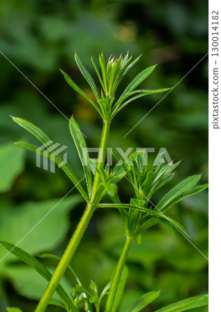 The Cleavers Galium aparine have been used in the traditional medicine for treatment of disorders of the diuretic, lymph systems and as a detoxifier The Cleavers Galium aparine have been used in the traditional medicine for treatment of disorders of the diuretic, lymph systems and as a detoxifier 130014182
