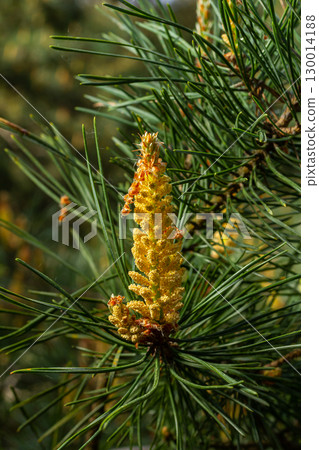 Selective focus of detail of ovoid and orange shoots of Pinus pinea and green needles with blurred background 130014188