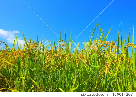 Ear of rice New rice Autumn Ear of rice New rice Autumn 130014208