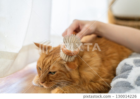 Brushing a cat Brown tabby cat Brushing a cat Brown tabby cat 130014226