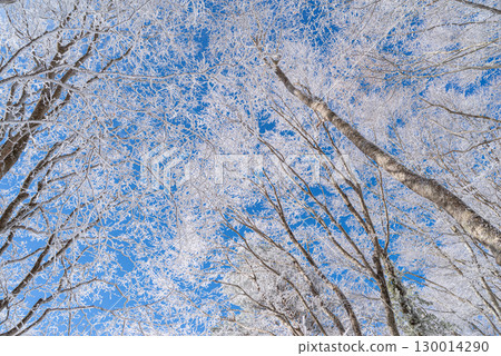 Looking up, you can see beautiful frost and blue sky 130014290