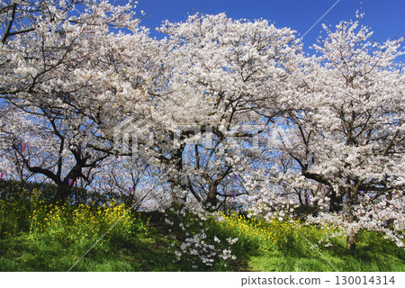 埼玉縣佐手市權現堂櫻花堤的染井吉野櫻花 130014314