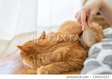 給貓梳毛 棕色虎斑貓 給貓梳毛 棕色虎斑貓 130014323