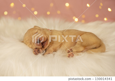 Newborn Golden Retriever Puppy Sleeping on Soft White Blanket 130014341