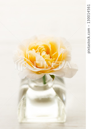 Yellow beautiful rose in glass vase on wooden table. Selective focus. 130014561