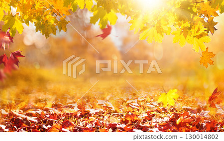 orange fall leaves in forest, autumn natural field background with blurred bokeh and sun rays orange fall leaves in forest, autumn natural field background with blurred bokeh and sun rays 130014802