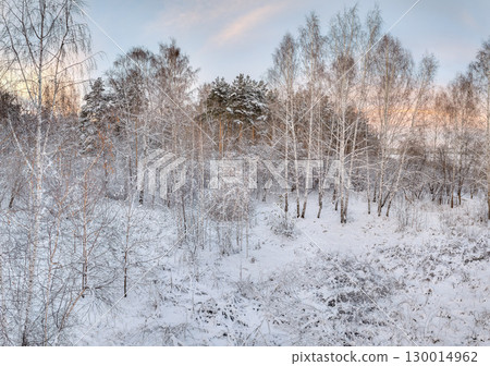 Aerial view of a winter pine forest. Top view of snow-covered pine trees. Beautiful winter forest landscape. 130014962