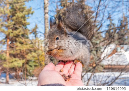 Squirrel eats nuts from a man's hand. Caring for animals in winter or autumn. Squirrel eats nuts from a man's hand. Caring for animals in winter or autumn. 130014993