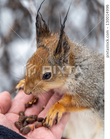 Squirrel eats nuts from a man's hand. Caring for animals in winter or autumn. Squirrel eats nuts from a man's hand. Caring for animals in winter or autumn. 130014996