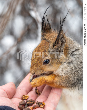 Squirrel eats nuts from a man's hand. Caring for animals in winter or autumn. 130014997