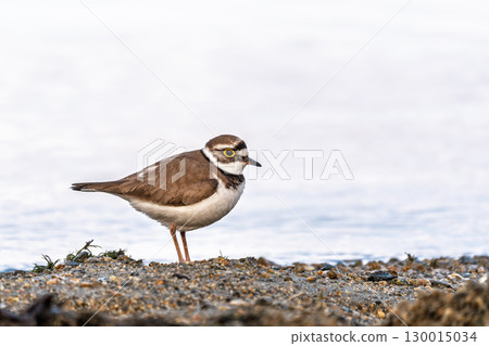 Little ringed plover (Charadrius dubius), bird standing on the lake shore 130015034