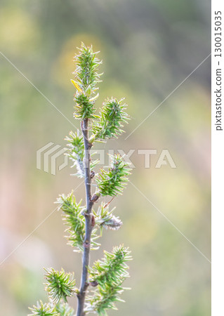 Nature awakes in spring. Blooming willow twigs and furry willow-catkins, so called seals or cats. Holly willow, Salix caprea, is a national symbol of Ukraine. 130015035
