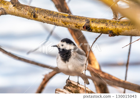 A beautiful bird called the white wagtail, also called the wagtail and snow wagtail, and also the snowy tit on a tree branch. A beautiful bird called the white wagtail, also called the wagtail and snow wagtail, and also the snowy tit on a tree branch. 130015043