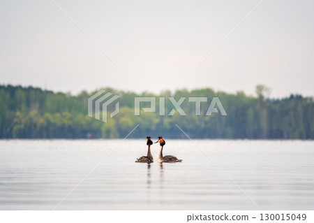 Mating games of two water birds Great Crested Grebes. Two waterfowl birds Great Crested Grebes swim in the lake with heart shaped silhouette 130015049