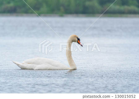 Graceful white Swan swimming in the lake, swans in the wild. Portrait of a white swan swimming on a lake. 130015052