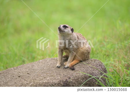 A meerkat with a strained expression on a rock 130015088