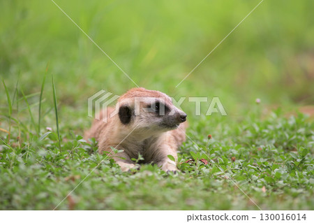 Meerkat watches over his friends Meerkat watches over his friends 130016014
