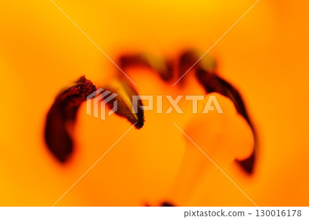 迷人的百合花特寫 130016178