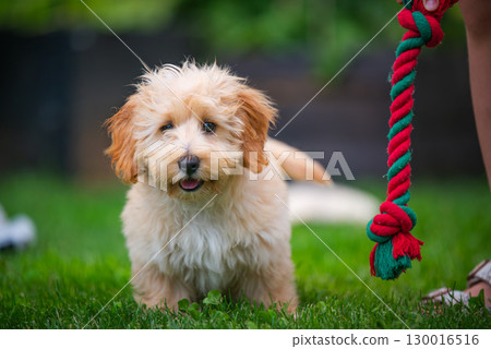 Adorable Malipoo Puppy Playing Outdoors 130016516
