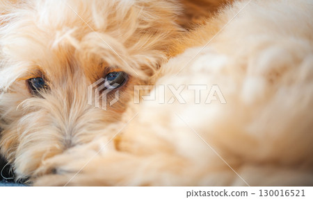 Cute Malipoo Puppy Hiding Face in Fur 130016521
