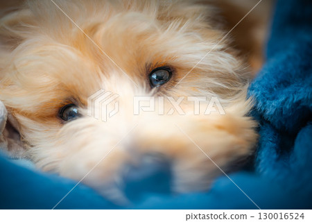 Cute Malipoo Puppy Close Up 130016524