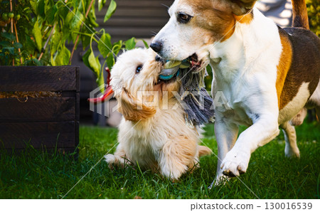 Beagle and Maltipoo Puppy Tug of War 130016539