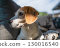 Beagle Dog Relaxing on Couch Outdoors 130016540
