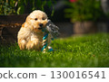 Fluffy Maltipoo Puppy Plays with Rope Toy in Garden 130016541