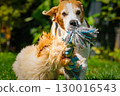 Beagle and puppy maltipoo playing tugofwar outdoors 130016543