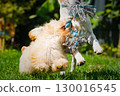 Two playful dogs tugging on rope toy outdoors 130016545