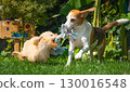 Beagle and maltipoo Puppy Playing Tug of War Outdoors 130016548