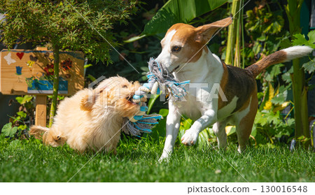Beagle and maltipoo Puppy Playing Tug of War Outdoors 130016548