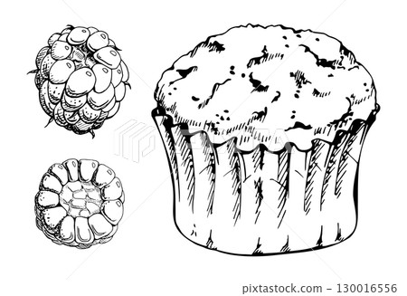 Cupcake muffin in paper liner cup with fresh raspberry, blackberry forest berries. Hand drawn in vector ink. Isolated dessert artwork for bakery branding, menu inserts, recipe books, breakfast print. 130016556