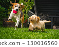 Beagle and Maltipoo Puppy Playing Fetch in Backyard 130016560