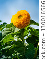 Fuzzy Yellow Sunflower Against Blue Sky 130016566