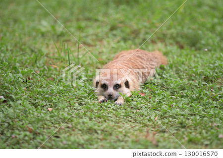 A meerkat trying to hide in the grass 130016570
