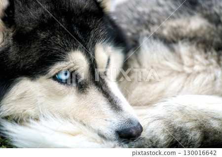 Portrait of Siberian Husky with blue eyes looking away closeup, soft focus Portrait of Siberian Husky with blue eyes looking away closeup, soft focus 130016642