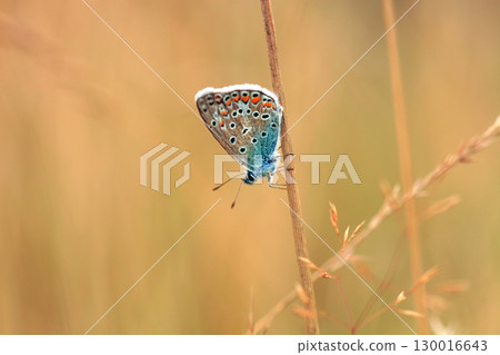 Brown Argus Butterfly (Aricia agestis calida) flying in summer field. European common blue (Polyommatus icarus), side view 130016643