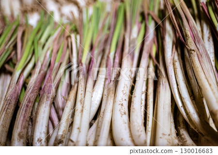 新鮮採摘的島嶼蔥 130016683
