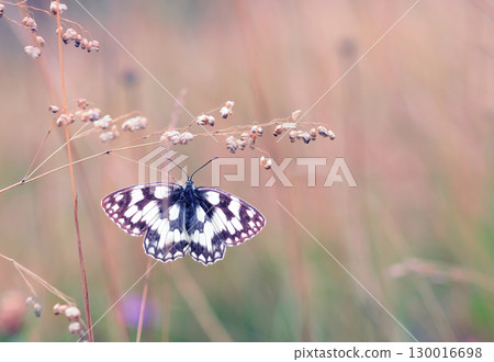 Marbled white butterfly sitting on flowers in autumn sunset field, top view Marbled white butterfly sitting on flowers in autumn sunset field, top view 130016698